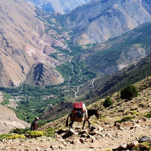 Imlil to Ouirgane - A man wearing a hat and riding a donkey is walking alongside two other people on the rocky terrain of a mountain range. The group is surrounded by lush green bushes, with one bush in particular standing out against the grey rocks. The sun shines brightly above them, casting shadows across the ground as they make their way up the steep incline. In addition to carrying supplies on its back, the donkey also has a red blanket with black dots draped over it for extra warmth. Further ahead, there are more mountains in view that stretch far into the horizon and create an awe-inspiring landscape. As they continue their journey through this wild wilderness, they can feel small compared to nature's grandeur but still find solace in each other's company and enjoy every moment of their adventure together.