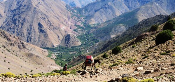 Imlil to Ouirgane - A man wearing a hat and riding a donkey is walking alongside two other people on the rocky terrain of a mountain range. The group is surrounded by lush green bushes, with one bush in particular standing out against the grey rocks. The sun shines brightly above them, casting shadows across the ground as they make their way up the steep incline. In addition to carrying supplies on its back, the donkey also has a red blanket with black dots draped over it for extra warmth. Further ahead, there are more mountains in view that stretch far into the horizon and create an awe-inspiring landscape. As they continue their journey through this wild wilderness, they can feel small compared to nature's grandeur but still find solace in each other's company and enjoy every moment of their adventure together.