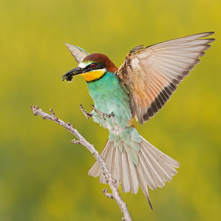 European bee-eater, merops apiaster, landing on a twig with bee in beak. Colorful bird flying with catched insect. Wildlife scenery with blurred yellow background